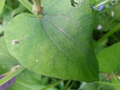Aristolochia rotunda