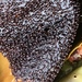 Gigartina polycarpa - Photo (c) capensis, alguns direitos reservados (CC BY-NC)