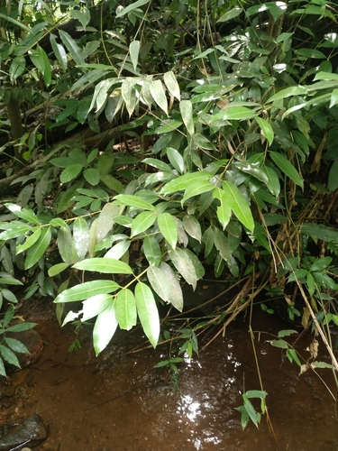 Calophyllum africanum
