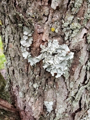 Flavoparmelia caperata