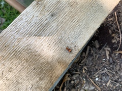 Enoclerus ichneumoneus