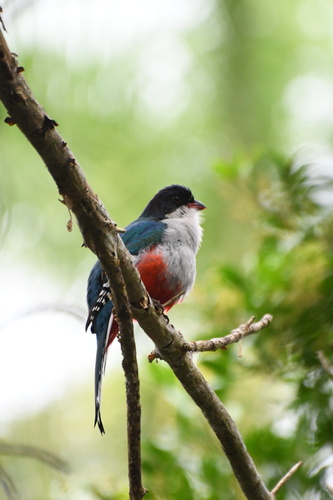 Cuban Trogon