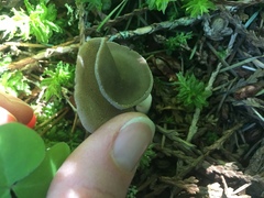 Helvella compressa