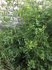 Magnoliopsida