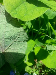 Aristolochia rotunda