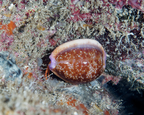 Cypraea helvola hawaiiensis, 2024-04-20