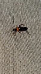 Pseudoxenetus regalis