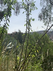 Dunalia brachyacantha