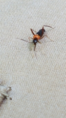 Pseudoxenetus regalis