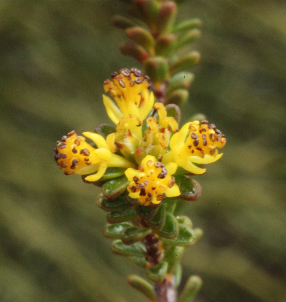 Stachystemon polyandrus