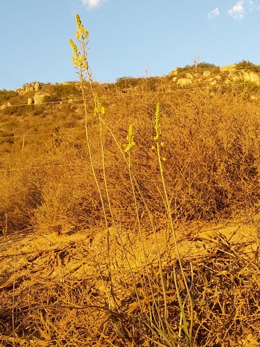 Bulbine cepacea (Bulbine cepacea)
