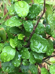 Ribes viburnifolium