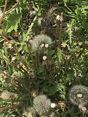 Taraxacum