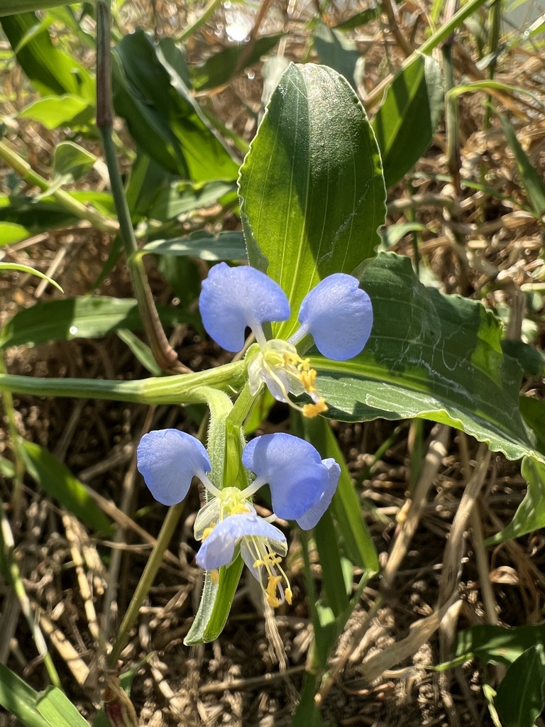 Commelina petersii (Commelina petersii)