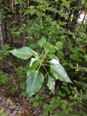 Populus balsamifera balsamifera
