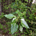 Populus balsamifera balsamifera - Photo (c) Derek Sikes, alguns direitos reservados (CC BY-NC), uploaded by Derek Sikes