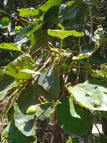 Foto de Pombeiro