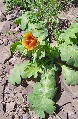 Image of Annual Horned Poppy (Glaucium elegans) by (c) Igor Karyakin, some rights reserved (CC BY)