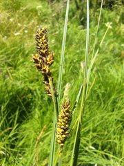 Carex hartmaniorum, photograph Santiago Martín-Bravo, CC BY, iNaturalist via GBIF