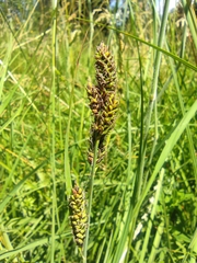 Carex hartmaniorum, photograph Santiago Martín-Bravo, CC BY, iNaturalist via GBIF
