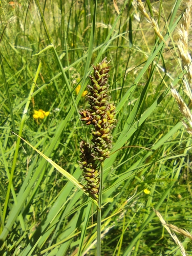 Image of Carex hartmaniorum by (c) Santiago Martín-Bravo, some rights reserved (CC BY)