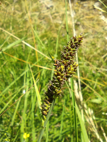 Carex hartmaniorum, photograph 5