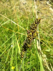 Carex hartmaniorum, photograph Santiago Martín-Bravo, CC BY, iNaturalist via GBIF