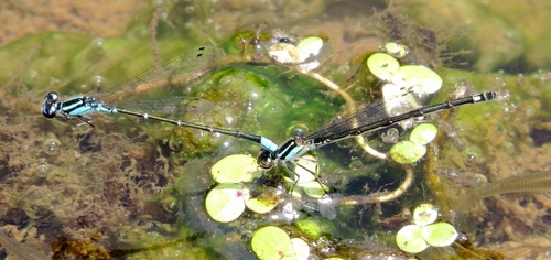 Skimming Bluet