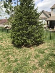 Juniperus virginiana