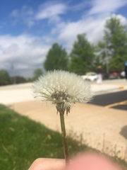 Taraxacum