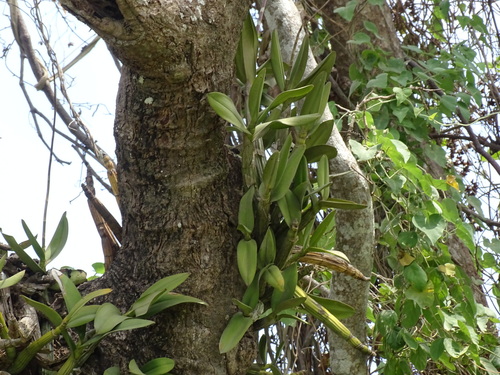 Myrmecophila grandiflora, photograph 4