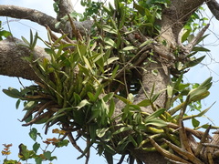 Myrmecophila grandiflora, photograph (c) Alexis López Hernández, some rights reserved (CC BY)