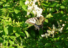 Papilio glaucus glaucus