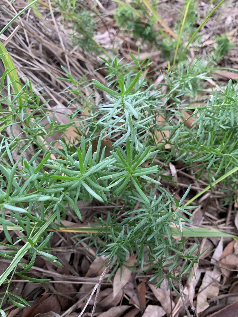 African Asparagus from Wembley Rd, Berrinba, QLD, AU on April 26, 2024 ...