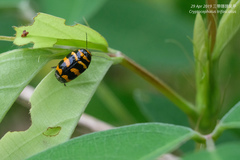 Cryptocephalus trifasciatus