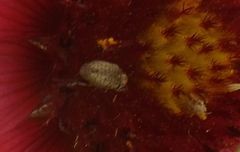 Trigonorhinus limbatus