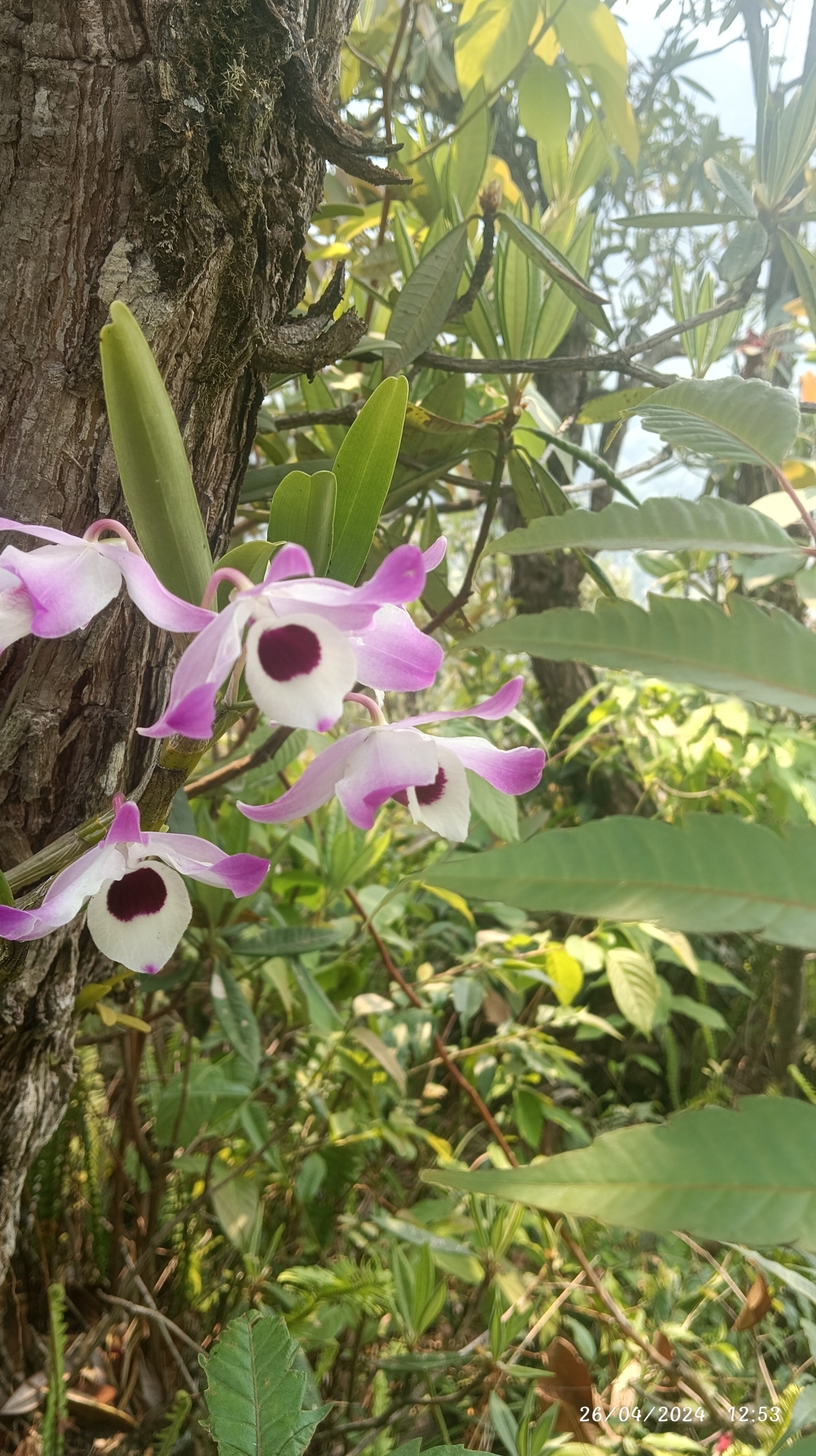 Imagem de Orquídea bambu