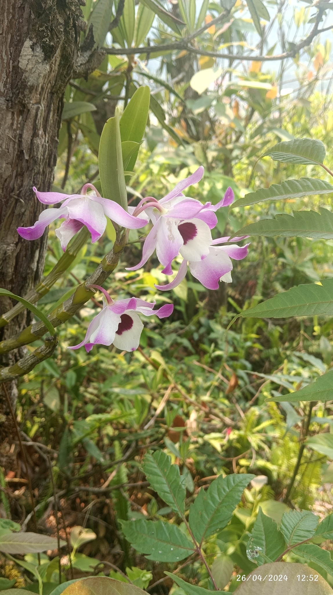 Imagem de Orquídea bambu