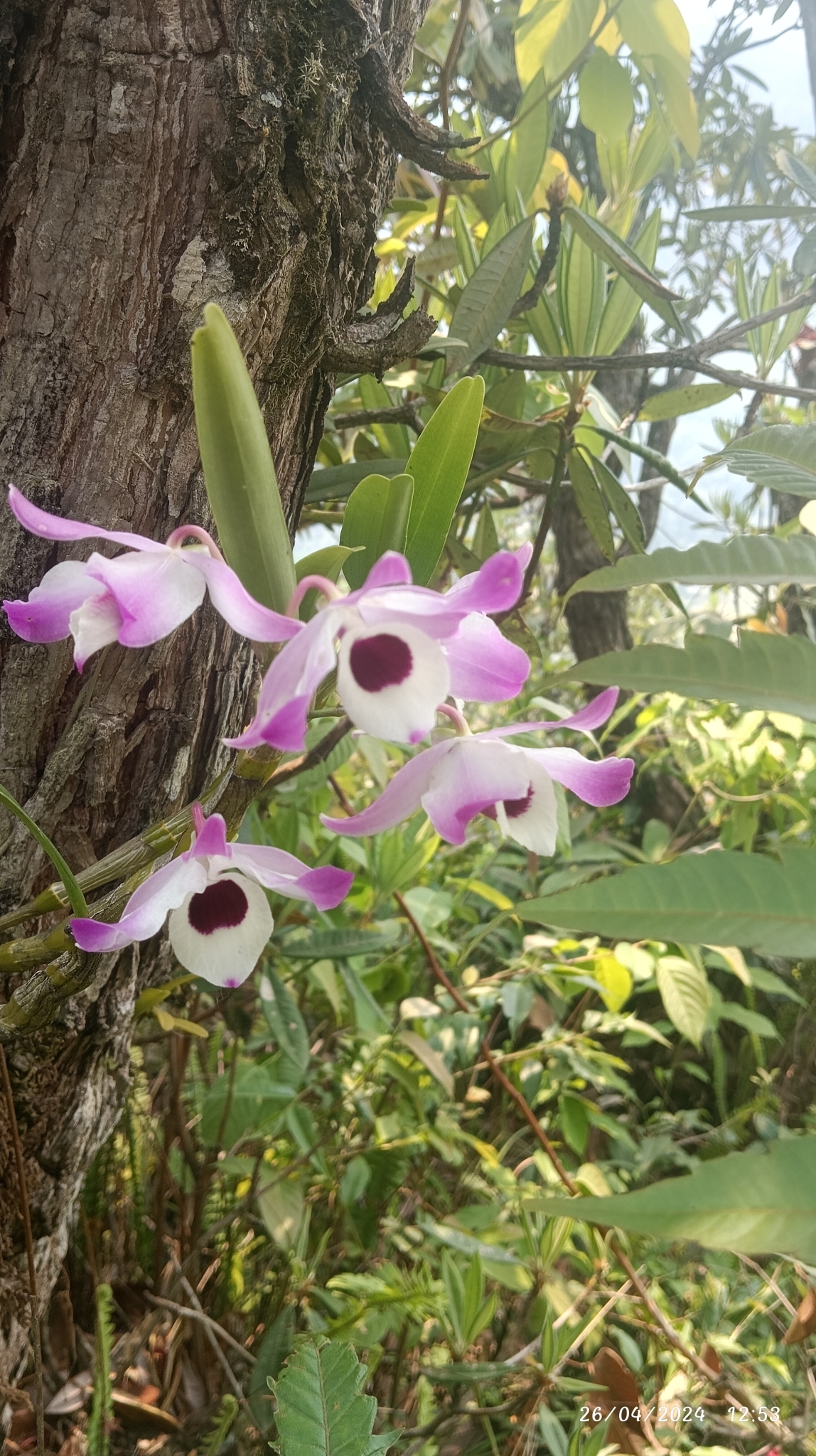 Imagem de Orquídea bambu