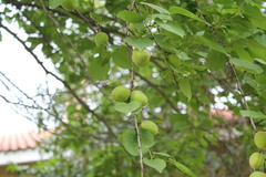 Prunus armeniaca