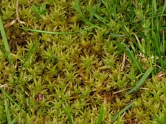 Atrichum altecristatum