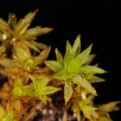 Atrichum altecristatum