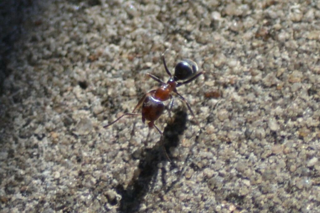 Ant Wandering Ants from Banksia Park, South Australia on April 6, 2024 by cara_i ...
