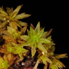 Atrichum altecristatum
