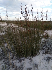Thamnochortus spicigerus