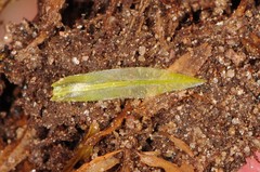 Atrichum altecristatum