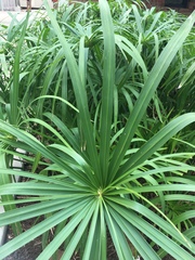 Cyperus alterniflorus