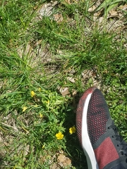 Taraxacum officinale