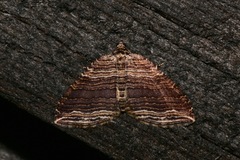 Anticlea multiferata