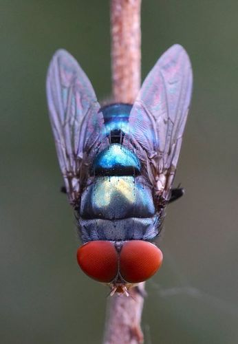 Oriental Latrine Fly photo 6